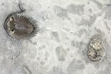 Awesome Bellacartwrightia & Eldredgeops Trilobite Plate - NY #130684-2